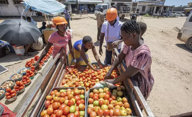 Vendors pick tomatoes from the back of an electric tricycle in Hwedza, Zimbabwe, Thursday, March 6 2025. (AP Photo/Aaron Ufumeli)