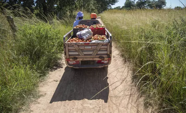 Women ride on an electric tricycle laden with tomatoes to a market in Hwedza, Zimbabwe, Thursday, March 06 2025. (AP Photo/Aaron Ufumeli)