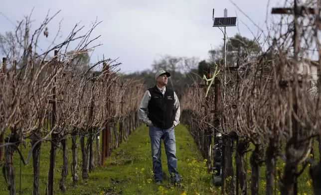 Tyler Klick, Partner/Viticulturist of Redwood Empire Vineyard Management, looks up toward a solar panel while being interviewed about Lumo smart irrigation valves in a Cabernet Sauvignon vineyard during an interview in Geyserville, Calif., Friday, Jan. 24, 2025. (AP Photo/Jeff Chiu)