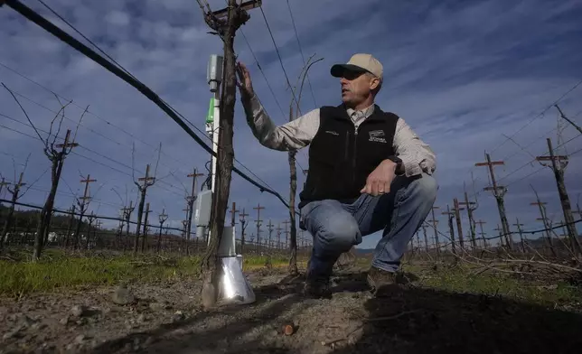 Tyler Klick, Partner/Viticulturist of Redwood Empire Vineyard Management, gestures toward an Agrology Arbiter system, which measures soil respiration, soil temperature and ambient temperature, during an interview on AI technology used in the wine industry in a Chardonnay production vineyard in Geyserville, Calif., Friday, Jan. 24, 2025. (AP Photo/Jeff Chiu)