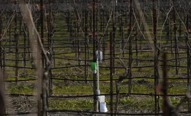 An Agrology Arbiter system, which measures soil respiration, soil temperature and ambient temperature, is shown in a Chardonnay production vineyard during an interview with Tyler Klick, Partner/Viticulturist of Redwood Empire Vineyard Management, in Geyserville, Calif., Friday, Jan. 24, 2025. (AP Photo/Jeff Chiu)