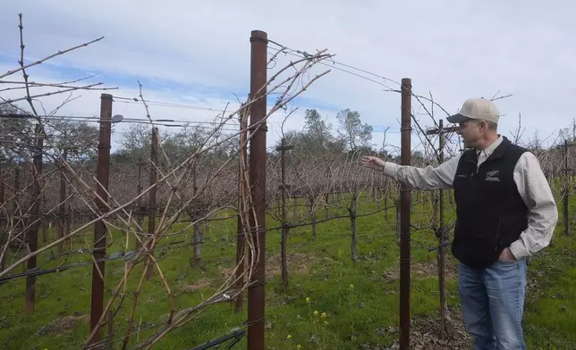 Tyler Klick, Partner/Viticulturist of Redwood Empire Vineyard Management, gestures toward a Cabernet Sauvignon vineyard during an interview in Geyserville, Calif., Friday, Jan. 24, 2025. (AP Photo/Jeff Chiu)