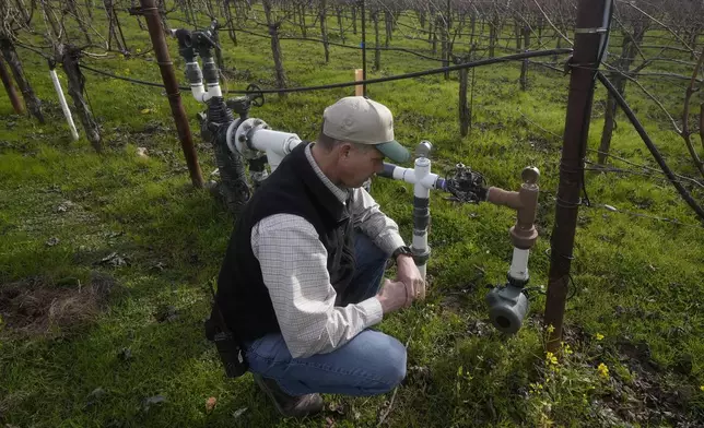 Tyler Klick, Partner/Viticulturist of Redwood Empire Vineyard Management, looks toward a Lumo smart irrigation valve in a Cabernet Sauvignon vineyard during an interview in Geyserville, Calif., Friday, Jan. 24, 2025. (AP Photo/Jeff Chiu)