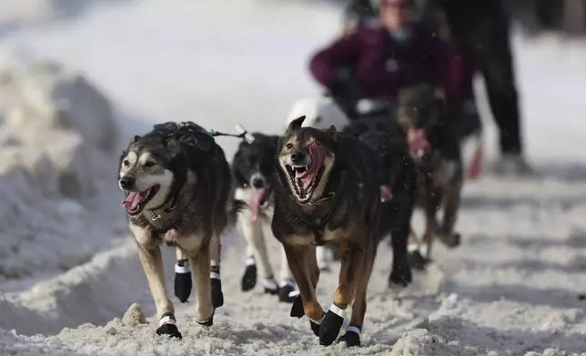 Sled dogs mushed by Jeff Deeter (33), of Fairbanks, Alaska, run during the Ceremonial Start of the Iditarod Trail Sled Dog Race in Anchorage, Alaska., Saturday, March 1, 2025. (AP Photo/Amanda Loman)