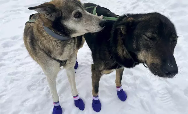 FILE - Ghost, left, and Sven, two leaders on the team of Ryan Redington, the 2023 Iditarod Trail Sled Dog champion, stand ahead of a training run, Feb. 26, 2024, in Knik, Alaska. (AP Photo/Mark Thiessen, File)