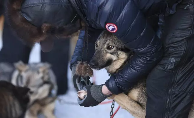 Matthew Failor (31), of Willow, Alaska, trims a sled dog's nails before the Ceremonial Start of the Iditarod Trail Sled Dog Race in Anchorage, Alaska., Saturday, March 1, 2025. (AP Photo/Amanda Loman)