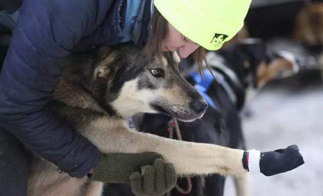 Sydnie Bahl (8), of Wasilla, Alaska, examines the leg of a sled dog after putting a bootie on its paw before the Ceremonial Start of the Iditarod Trail Sled Dog Race in Anchorage, Alaska., Saturday, March 1, 2025. (AP Photo/Amanda Loman)