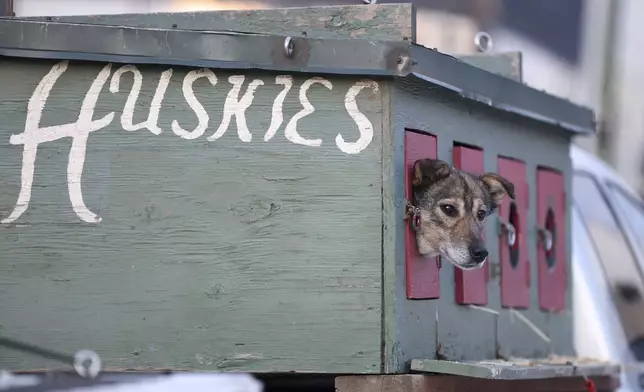 A sled dog on the team of Emily Ford (34), of Duluth, Minnesota, looks out of a dog box before the Ceremonial Start of the Iditarod Trail Sled Dog Race in Anchorage, Alaska., Saturday, March 1, 2025. (AP Photo/Amanda Loman)
