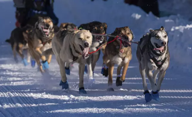 FILE - Dogs in Riley Dyche's team mush along Cordova Street during the ceremonial start of the Iditarod Trail Dog Sled Race on Saturday, March 2, 2024, in Anchorage, Alaska. (Loren Holmes/Anchorage Daily News via AP, File)