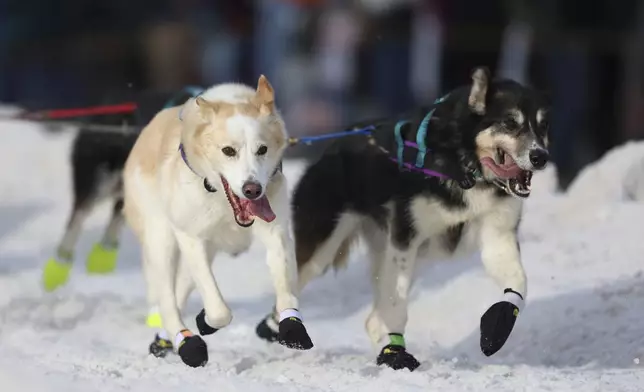 Sled dogs on the team of Michelle Phillips (14), of Canada, run during the Ceremonial Start of the Iditarod Trail Sled Dog Race in Anchorage, Alaska., Saturday, March 1, 2025. (AP Photo/Amanda Loman)
