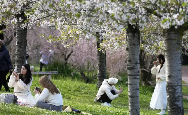People take pictures under cherry blossom trees in the Rome's EUR district, Monday, March 31, 2025. (AP Photo/Gregorio Borgia)