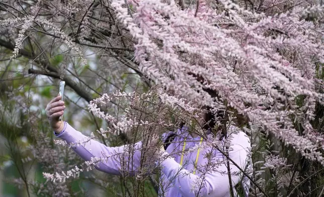A woman takes a picture under a tree in bloom in the Rome's EUR district, Monday, March 31, 2025. (AP Photo/Gregorio Borgia)
