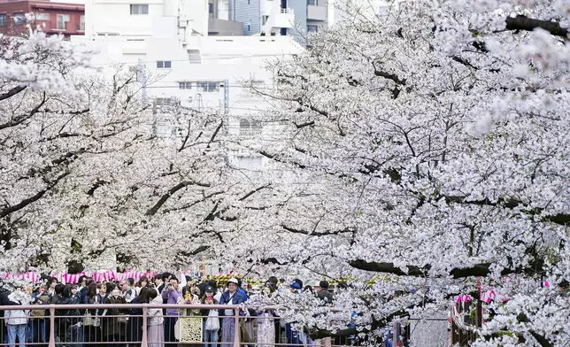 Visitors walk under cherry blossoms in Tokyo Sunday, March 30, 2025. (Kyodo News via AP)