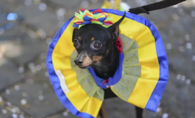 A dog wears a carnival costume at the "Blocao" dog carnival parade in Rio de Janeiro, Brazil, Saturday, March 1, 2025. (AP Photo/Silvia Izquierdo)