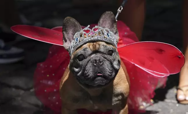 A dog named Julia, wearing a tiara and wings, attends the "Blocao" dog carnival parade in Rio de Janeiro, Brazil, Saturday, March 1, 2025. (AP Photo/Silvia Izquierdo)
