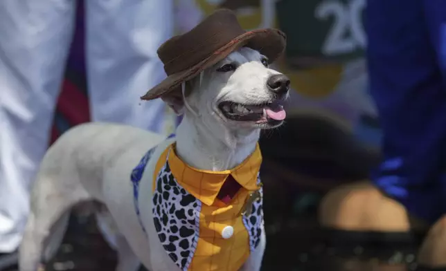 A dog wears a hat at the "Blocao" dog carnival parade in Rio de Janeiro, Brazil, Saturday, March 1, 2025. (AP Photo/Silvia Izquierdo)