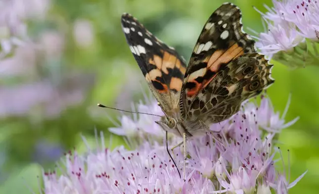 FILE - A painted lady butterfly feeds on Sedum flowers in Omaha, Neb., Sept. 19, 2017. (AP Photo/Nati Harnik, File)