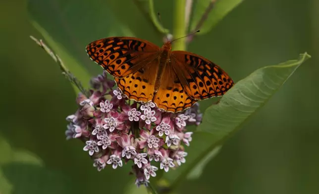 FILE - A fritillary butterfly perches on blooming milkweed at Patuxent Wildlife Research Center in Laurel, Md., June 5, 2019. (AP Photo/Carolyn Kaster, File)