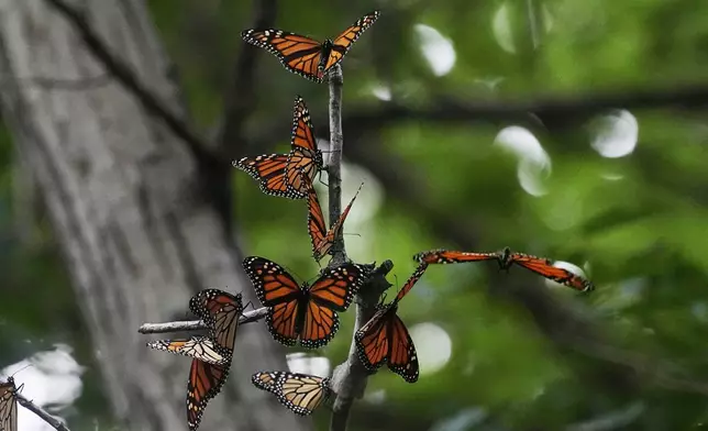 FILE - Monarch butterflies from Canada stop to rest in Wendy Park on their way to Mexico, Sept. 12, 2023, in Cleveland. (AP Photo/Sue Ogrocki, File)