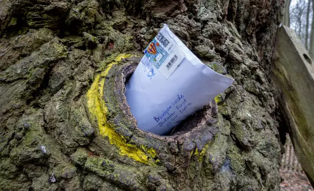 A letter posted in a hole in the Bridegroom's Oak which has a famous knothole that has been used as a mailbox since 1892, in Dodau forest, near Eutin, northern Germany, Saturday, March 1, 2025. (AP Photo/Michael Probst)