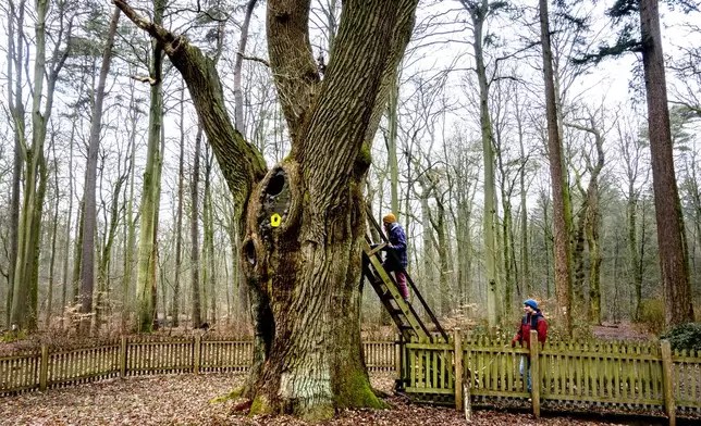 Passers by look at the Bridegroom's Oak which has a famous knothole that has been used as a mailbox since 1892, in Dodau forest, near Eutin, northern Germany, Saturday, March 1, 2025. (AP Photo/Michael Probst)
