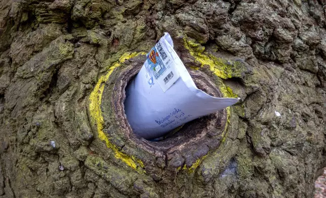 A letter posted in a hole in the Bridegroom's Oak which has a famous knothole that has been used as a mailbox since 1892, in Dodau forest, near Eutin, northern Germany, Saturday, March 1, 2025. (AP Photo/Michael Probst)