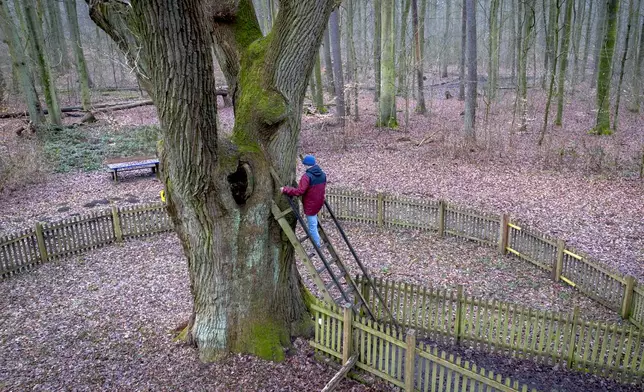 A passer by climbs up a ladder of the Bridegroom's Oak which has a famous knothole that has been used as a mailbox since 1892, in Dodau forest, near Eutin, northern Germany, Saturday, March 1, 2025. (AP Photo/Michael Probst)