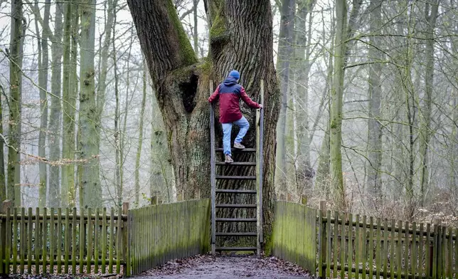 A passer by climbs up a ladder of the Bridegroom's Oak which has a famous knothole that has been used as a mailbox since 1892, in Dodau forest, near Eutin, northern Germany, Saturday, March 1, 2025. (AP Photo/Michael Probst)