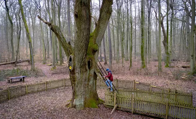 A passer by climbs up a ladder of the Bridegroom's Oak which has a famous knothole that has been used as a mailbox since 1892, in Dodau forest, near Eutin, northern Germany, Saturday, March 1, 2025. (AP Photo/Michael Probst)
