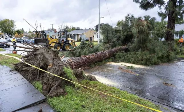 Crews work to remove a large pine tree from Glencannon Drive after severe weather hit in Pico Rivera, Calif., Thursday, March 13, 2025. (David Crane/The Orange County Register via AP)