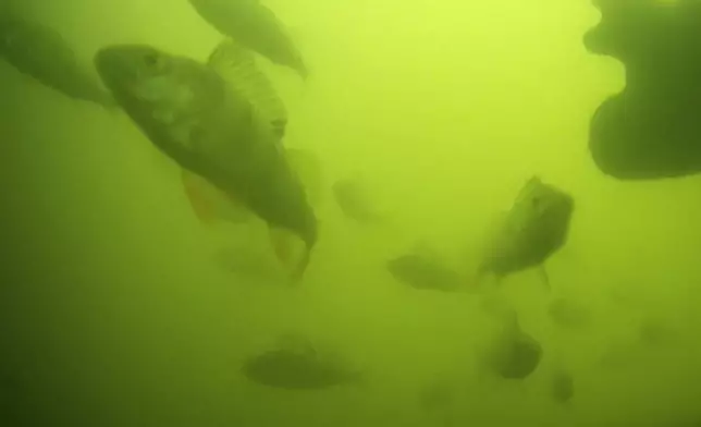 Undated photo of a school of fish, with a perch in the left corner, at a river lock in the central Dutch city of Utrecht, Netherlands, where a "fish doorbell" was installed that lets viewers of an online livestream alert authorities to fish being held up as they make their springtime migration to shallow spawning grounds. (Visdeurbel via AP)