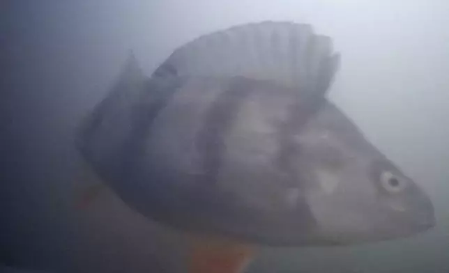 Undated photo of a perch fish at a river lock in the central Dutch city of Utrecht, Netherlands, where a "fish doorbell" was installed that lets viewers of an online livestream alert authorities to fish being held up as they make their springtime migration to shallow spawning grounds. (Visdeurbel via AP)