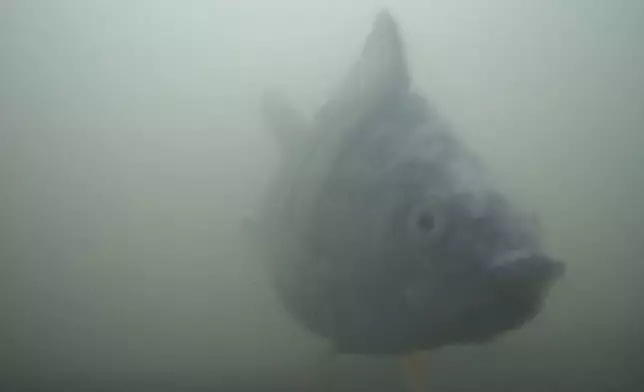 Undated photo of a bream fish at a river lock in the central Dutch city of Utrecht, Netherlands, where a "fish doorbell" was installed that lets viewers of an online livestream alert authorities to fish being held up as they make their springtime migration to shallow spawning grounds. (Visdeurbel via AP)