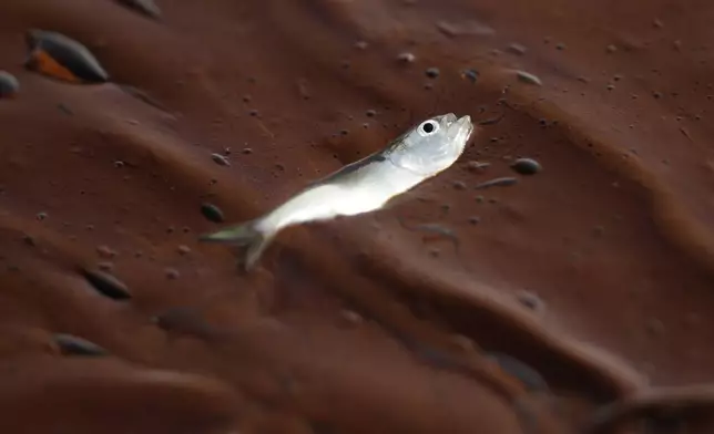 FILE - A small dead fish floats on a pool of oil at Bay Long, off the coast of Louisiana, on June 6, 2010. (AP Photo/Charlie Riedel, File)