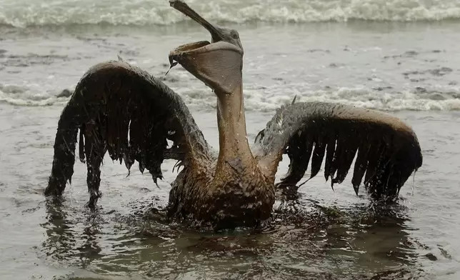 FILE - A brown pelican covered in oil tries to raise its wings on the beach at East Grand Terre Island along the Louisiana coast on June 3, 2010. (AP Photo/Charlie Riedel, File)
