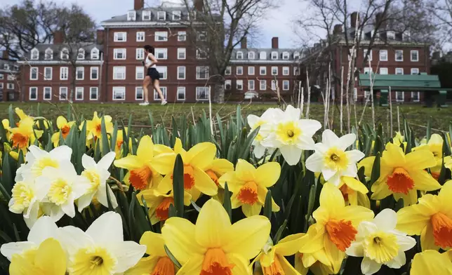 A runner passes daffodils and dormitories at Harvard University, Tuesday, April 15, 2025, in Cambridge, Mass. (AP Photo/Charles Krupa)