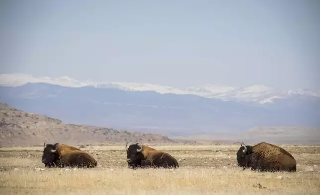 Three buffaloes rest in the the Eastern Shoshone Buffalo Enclosure on Friday, April 11, 2025, on the Wind River Reservation near Morton, Wyo. (AP Photo/Amber Baesler)