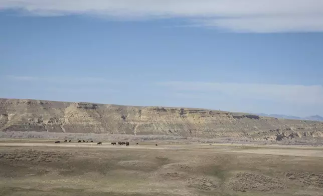 Newly relocated buffalo integrate with part of the herd during a buffalo release at the Eastern Shoshone Buffalo Enclosure on Friday, April 11, 2025, on the Wind River Reservation near Morton, Wyo. (AP Photo/Amber Baesler)
