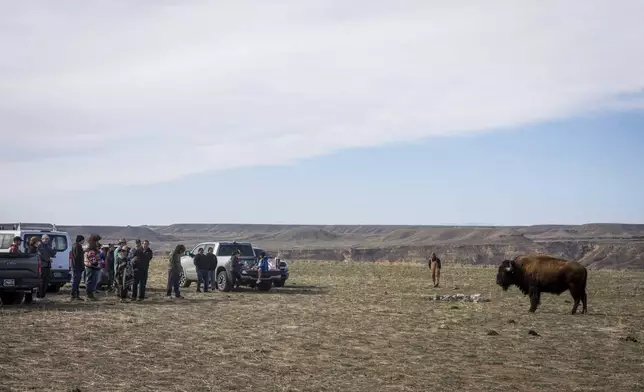 A newly released buffalo wanders in the Eastern Shoshone Buffalo Enclosure on Friday, April 11, 2025, on the Wind River Reservation near Morton, Wyo. (AP Photo/Amber Baesler)