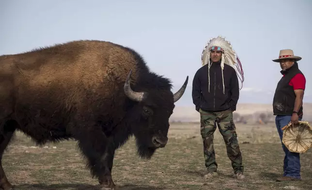 A buffalo approaches Wade LeBeau and Jake Hill, right, during the buffalo release at the Eastern Shoshone Buffalo Enclosure, Friday, April 11, 2025, on the Wind River Reservation near Morton, Wyo. (AP Photo/Amber Baesler)