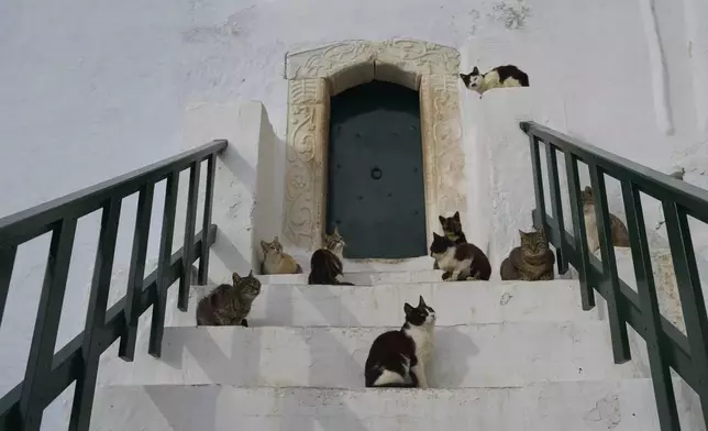 -Cats stand outside the entrance of the Monastery of Panagia Hozoviotissa, in Amorgos island, Greece, on Saturday, March 29, 2025. (AP Photo/Petros Giannakouris)