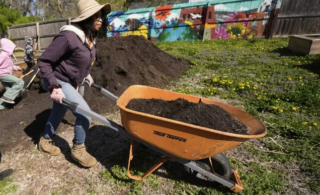 Rosei Warren hauls compost to a garden plot in preparation for planting vegetables at the Ivanhoe neighborhood community garden, Wednesday, April 9, 2025, in Kansas City, Mo. (AP Photo/Charlie Riedel)