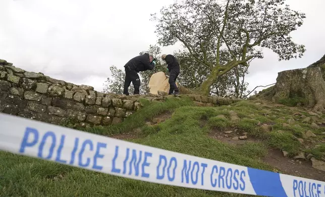 FILE - Forensic investigators from Northumbria Police examining the felled Sycamore Gap tree, on Hadrian's Wall in Northumberland, England, Sept. 29, 2023. (Owen Humphreys/PA via AP, File)