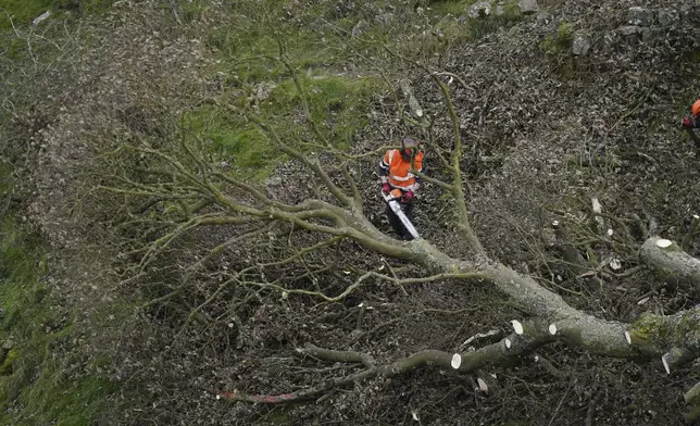 FILE - The felled Sycamore Gap tree is removed at Hadrian's Wall in Northumberland, England, Oct. 11, 2023. (Owen Humphreys/PA via AP, File)