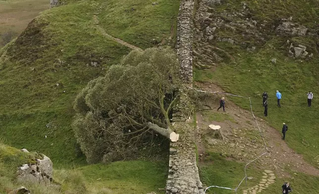 FILE - The felled Sycamore Gap tree is seen on Hadrian's Wall in Northumberland, England, Sept. 29, 2023. (Owen Humphreys/PA via AP, File)