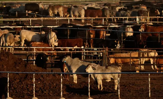 Cattle are penned at a feedlot, Tuesday, April 15, 2025, in Cactus, Texas. (AP Photo/Eric Gay)