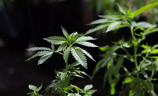 FILE - In this April 12, 2018, photo, a marijuana plant awaits transplanting at the Hollingsworth Cannabis Company near Shelton, Wash. (AP Photo/Ted S. Warren, File)