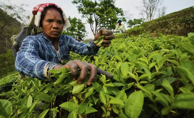 A woman labourer plucks tea leaves in a tea garden on the outskirts of Guwahati, India, Wednesday, April 9, 2025. (AP Photo/Anupam Nath)