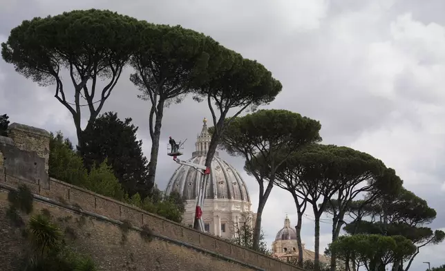 Maritime pine trees are trimmed along the Vatican walls ahead of Saturday's funeral of Pope Francis, at the Vatican, Friday, April 25, 2025. (AP Photo/Francisco Seco)