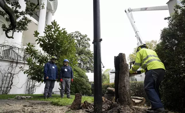 Workers remove a magnolia tree believed to have been planted by former President Andrew Jackson, on the South Lawn of the White House in Washington, Monday, April 7, 2025. (Pool via AP)